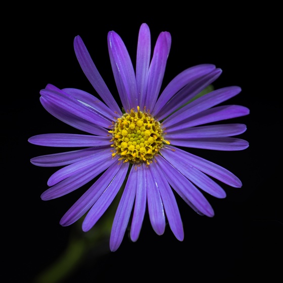 New England Aster