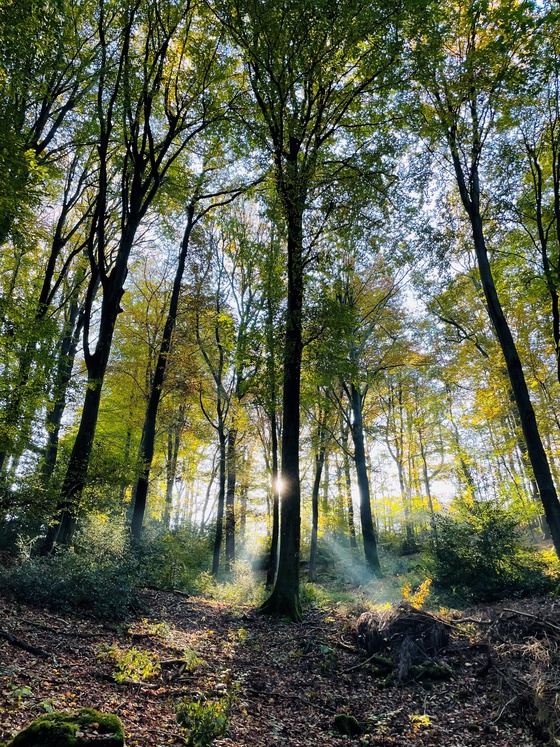 Forest Morning