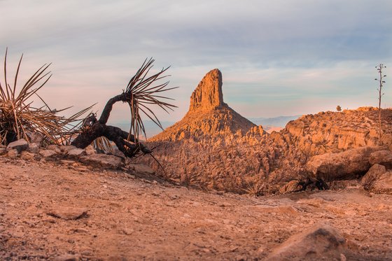 weaver's needle