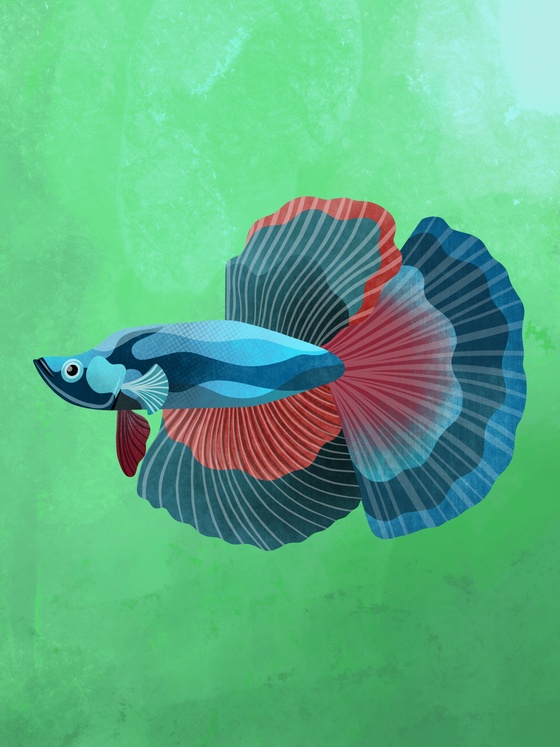 Siamese Fighting Fish