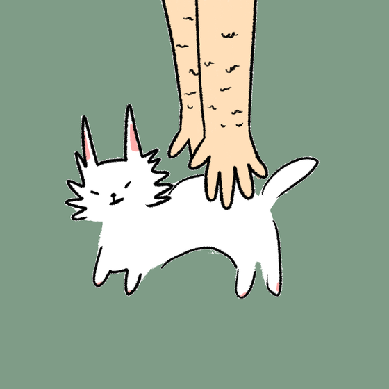 #341 Hashimoto Cat