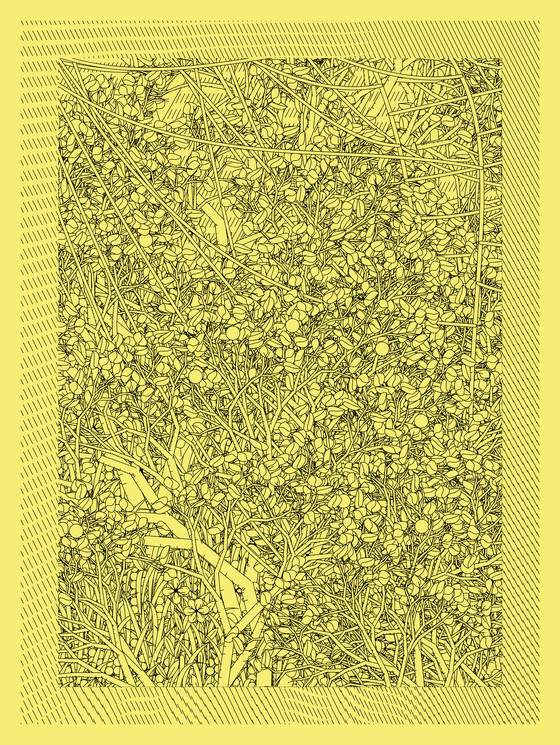 Entangled #81