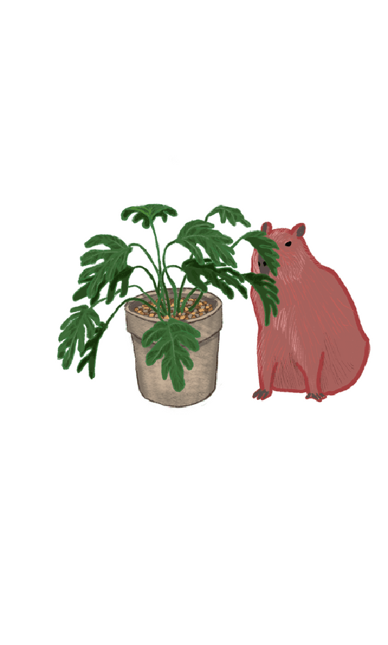 Wheres the capybara(selloum)