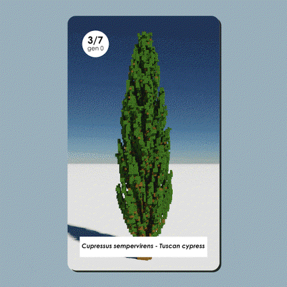 Cupressus sempervirens #3/7 - Gen 0