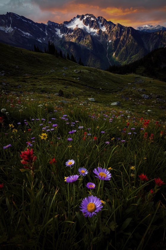 Highland Flowers