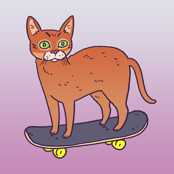 Skate Abyssinian #2016