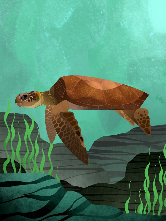 Loggerhead Sea Turtle