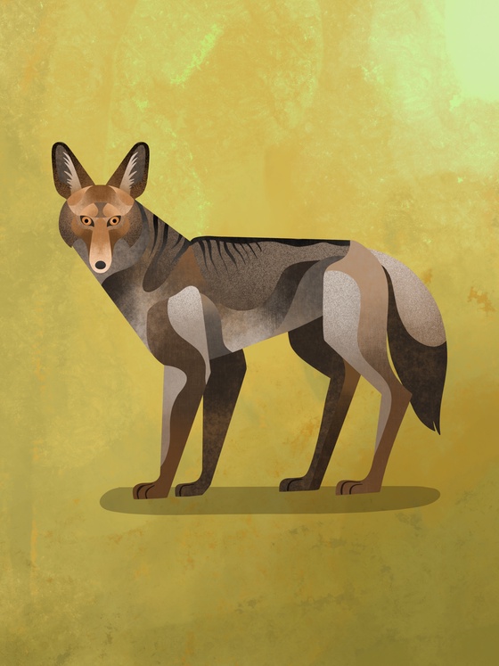 Coyote