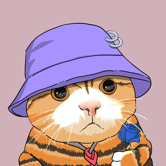 Puzzled cat #4167