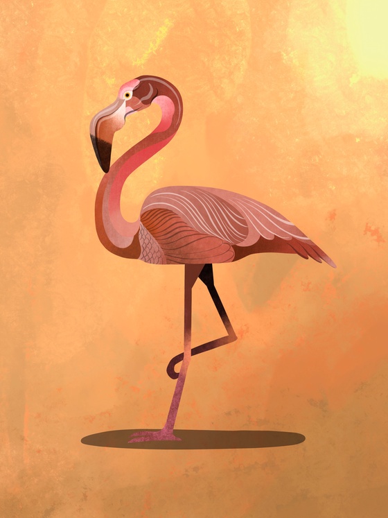 Flamingo