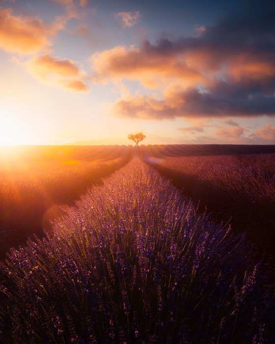 #16 Stop and Smell the Lavenders