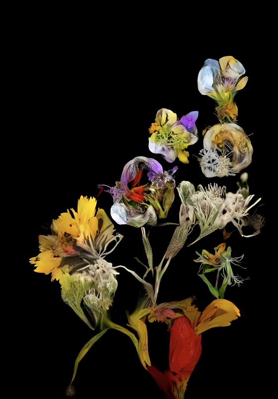 hedgerow still life #69