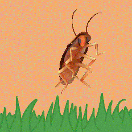 CockCockCockroach #320