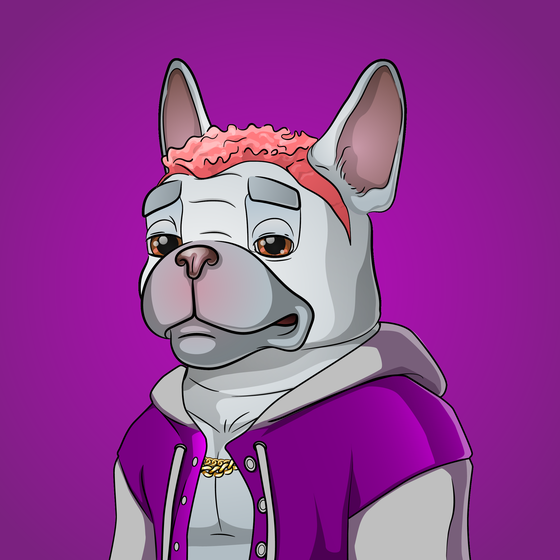 Bohemian Bulldog #1611