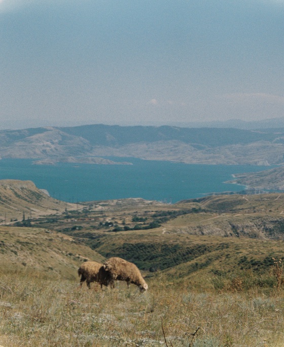 Mountain sheep