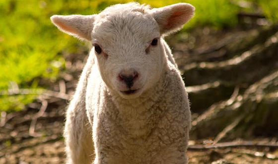 spring lamb