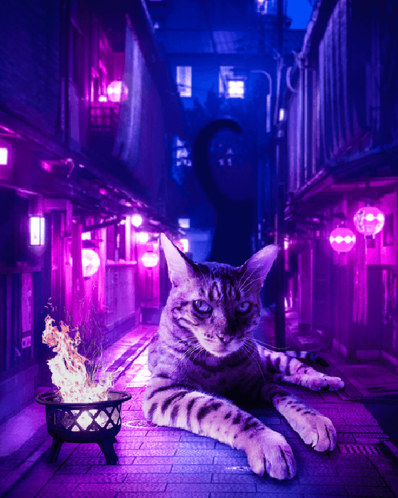 Back Alley Cats