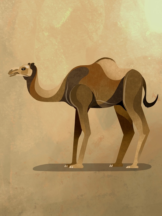 Camel