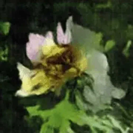 Evolution of a Flower #6