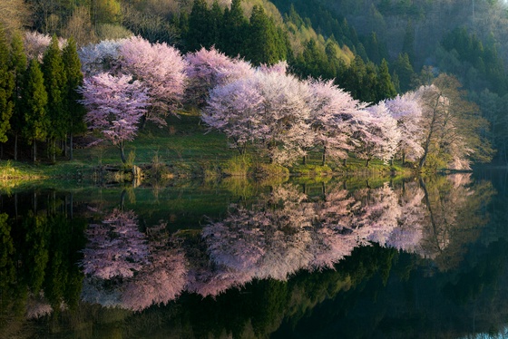 Sakura by the Lakeside