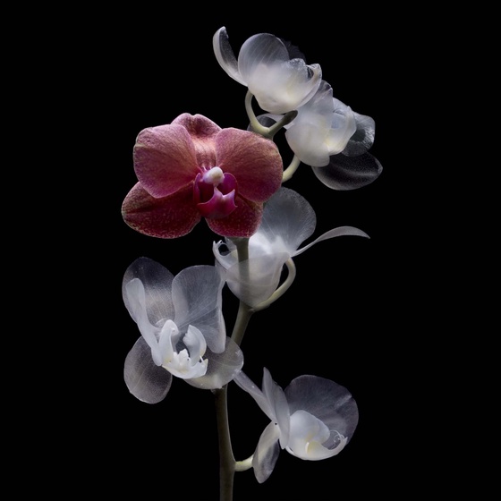 Orchid