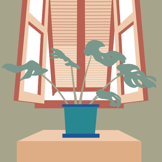 House Plant