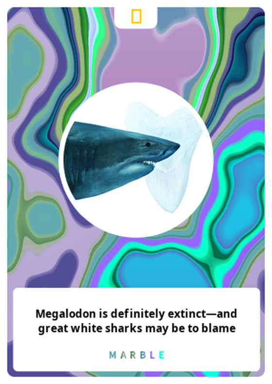 Megalodon is definitely extinct—and great white sharks may be to blame