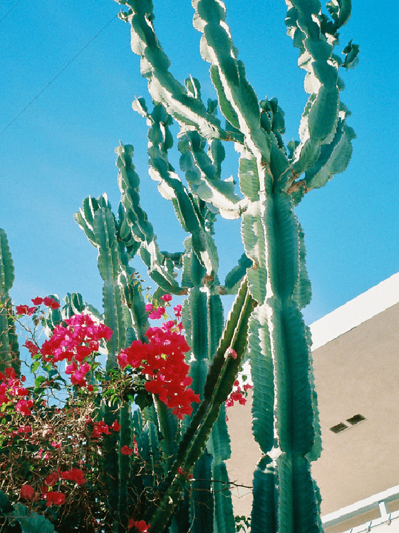 Cactus Bloom