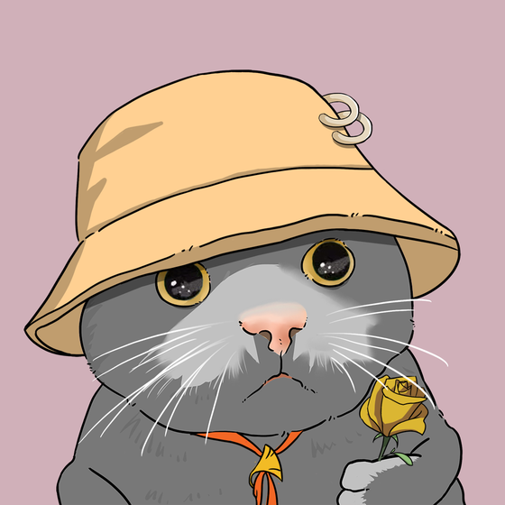 Puzzled cat #9917