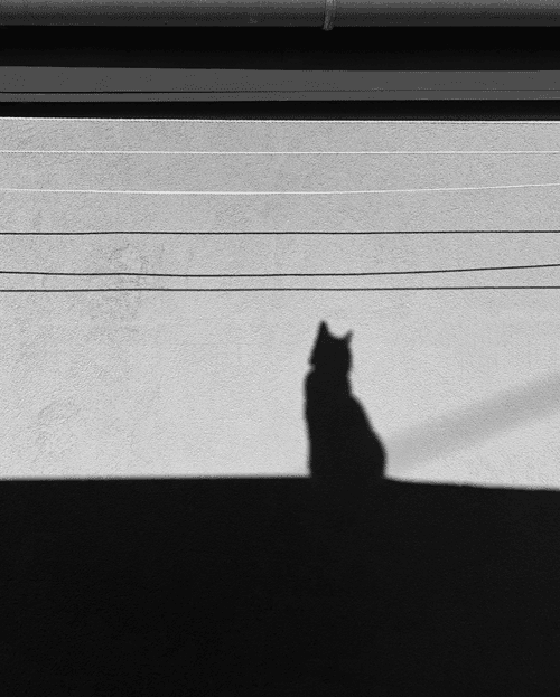 Batcat