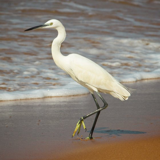 Egret