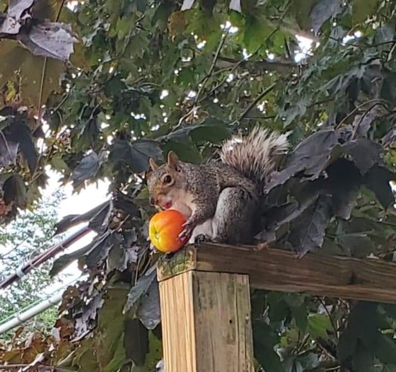 Tomato Thief