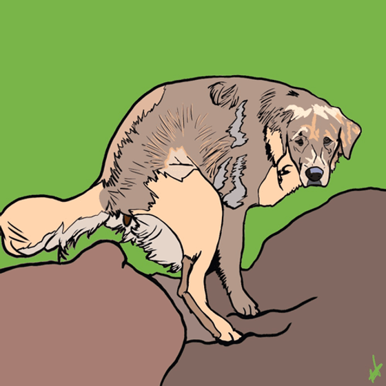 Poop on a rock