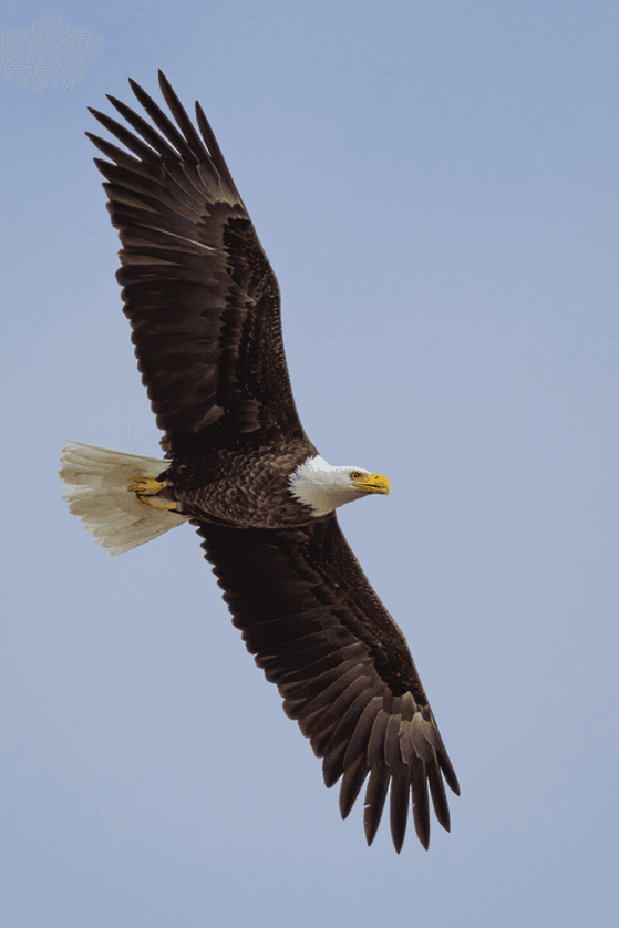 Bald Eagle #18