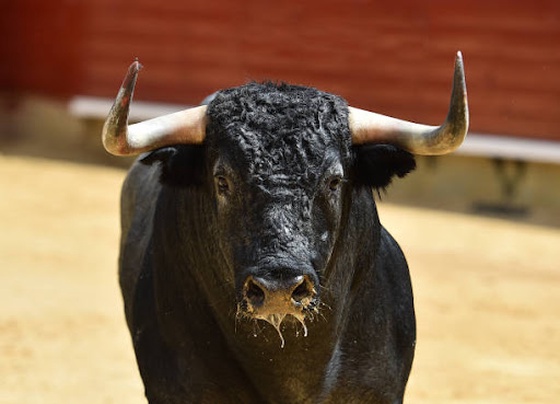 Black Bull