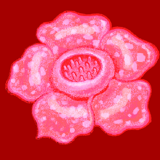 bloom 55