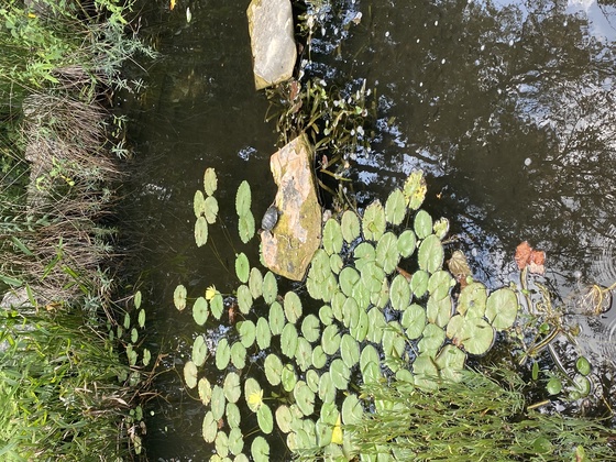 Basking Turtle