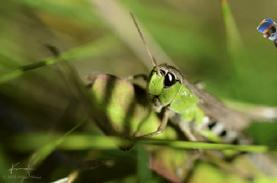 Grasshopper Pirate