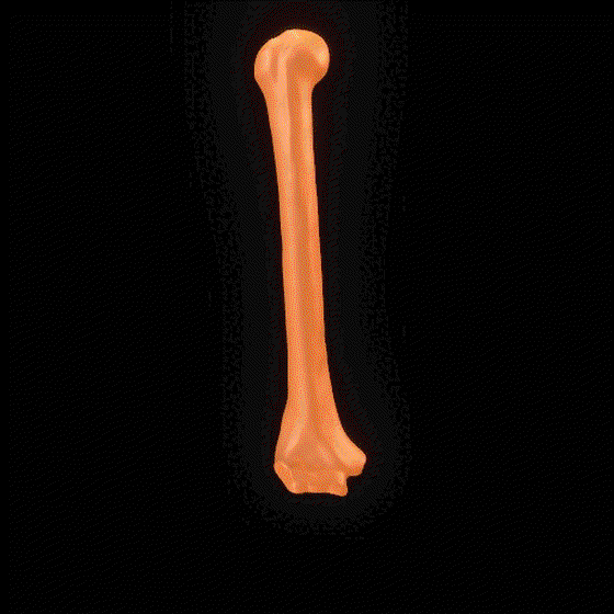 Party Bone #6535