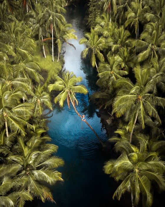 Enchanted Palms