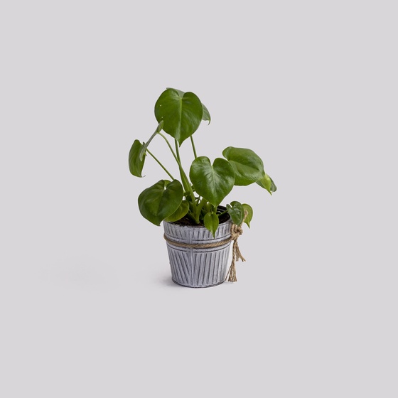 Houseplant