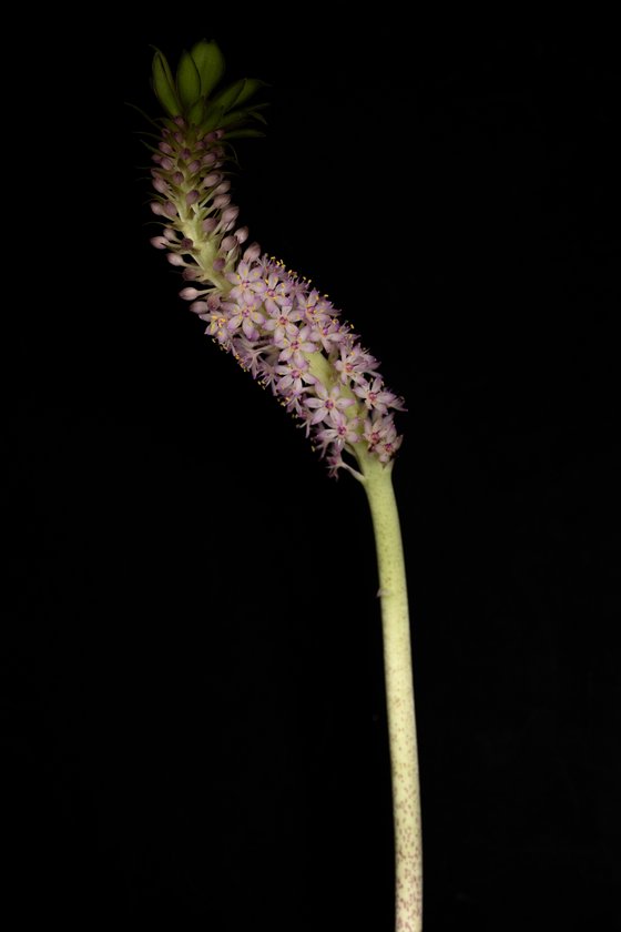 Eucomis (PineappleLily)