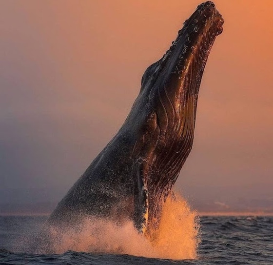 # 67 Amazing humpback whale jump in a beautiful sunset.