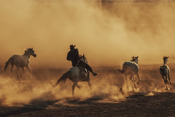 wild horses running away from their fears