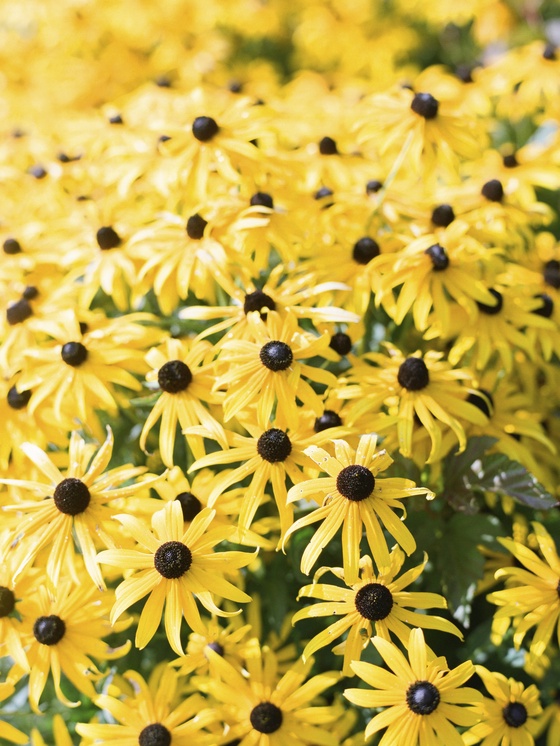 Rudbeckia