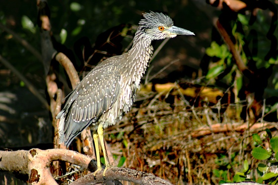 Palm Island Night Heron