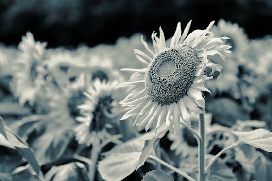 Teal&Orange #4 sunflower