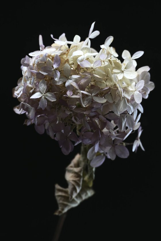 Hydrangea