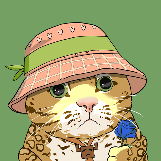 Puzzled cat #1637