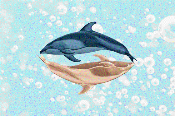 Dolphins Birds 1/3